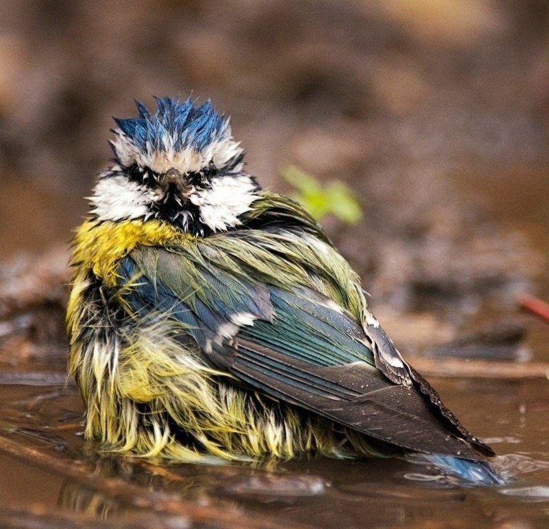 Синички купаются