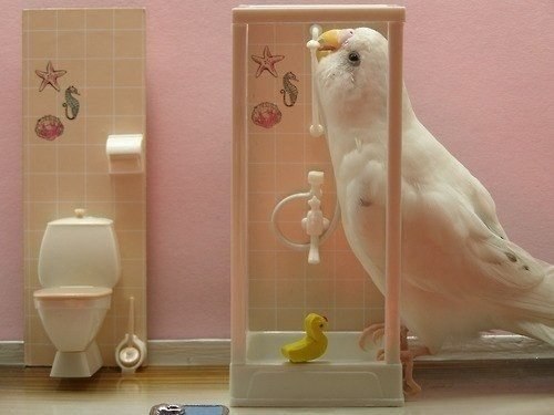 Один день из жизни птицы. Доброе утро