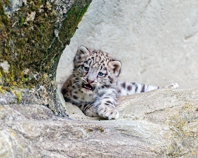 Котенок снежного барса