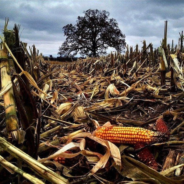 Серия снимков из жизни старого дуба от фотографа Марка Хирша - 9