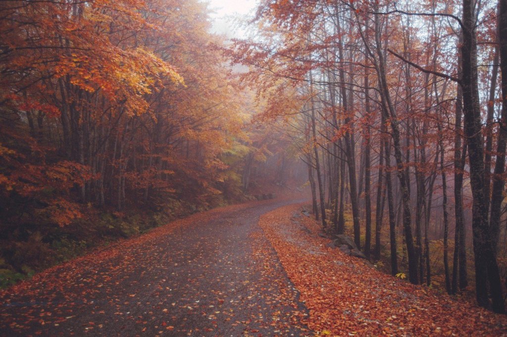 Осенний лес Тосканы, Италия