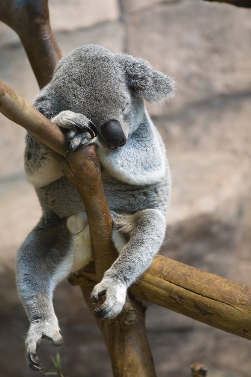 Коалы действительно очень любят поспать