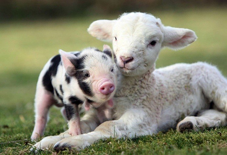 Миниатюрные поросята - 5