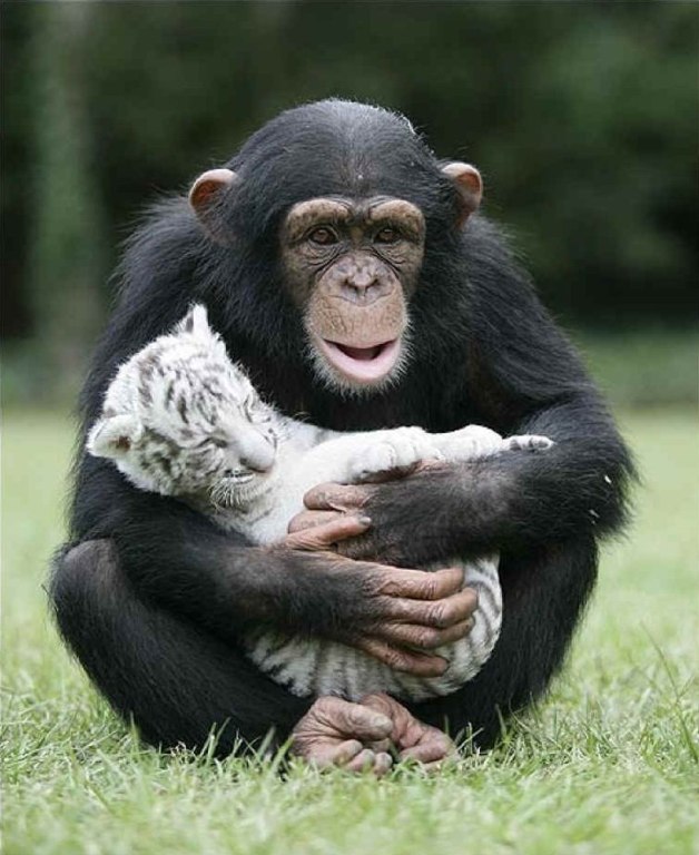 Шимпанзе растит тигрят. После урагана Ханна, который пронесся и по зоопарку в Южной Каролине, тигрица стала очень агрессивной и опасной для своих детей. Их отселили, и заботу о них взяла на себя 2-летняя шимпанзе - 6