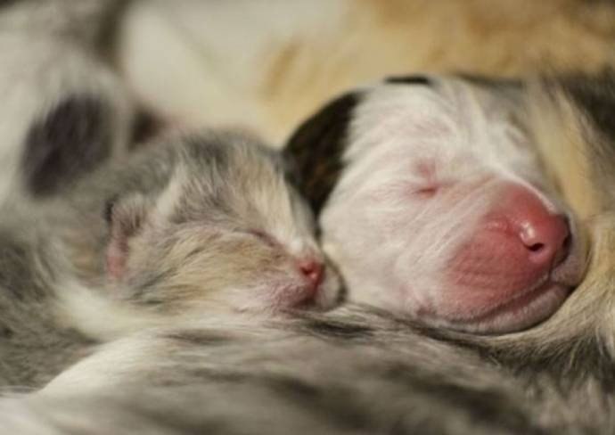 Кошка выкормила щенка питбуля