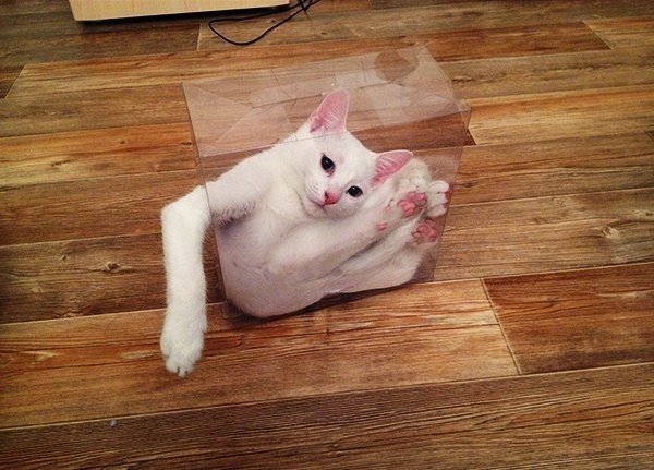 Отличный способ устроить своему любимцу фотосессию: просто поставьте на пол прозрачную коробку и приготовьте камеру - 6