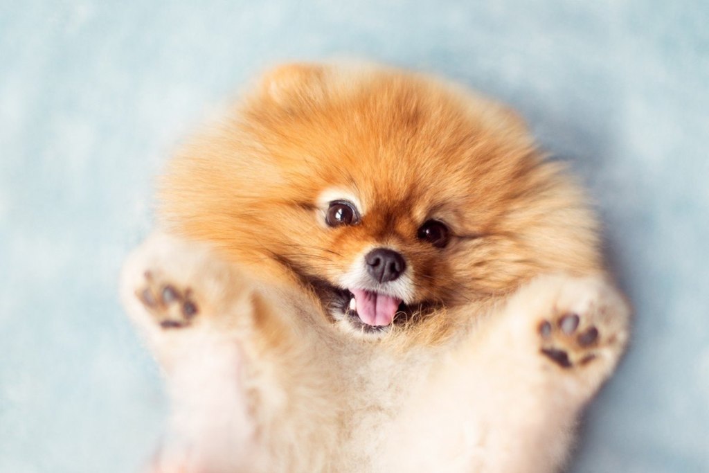 Позитивная собачка Флинт - 6