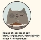 Некоторые кошачьи факты - 5