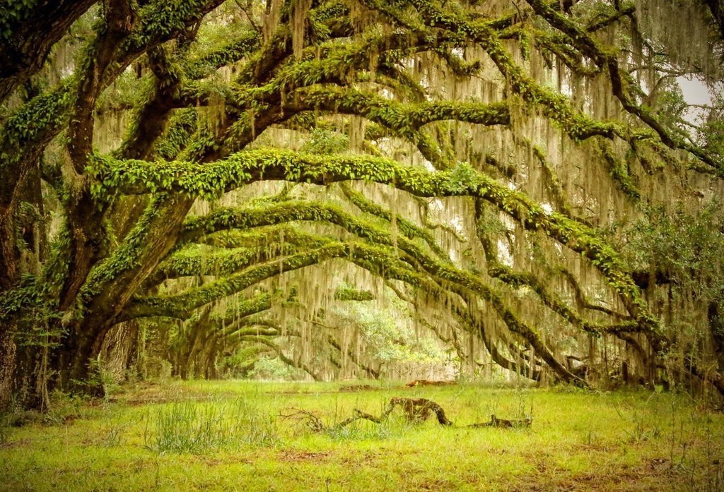 A beautiful forgotten place in South Carolina