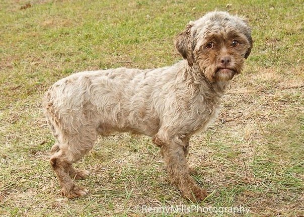 Тоник – необычная собака с лицом, как у человека, мгновенно стала популярной после того, как ее фотографии появились в Интернете