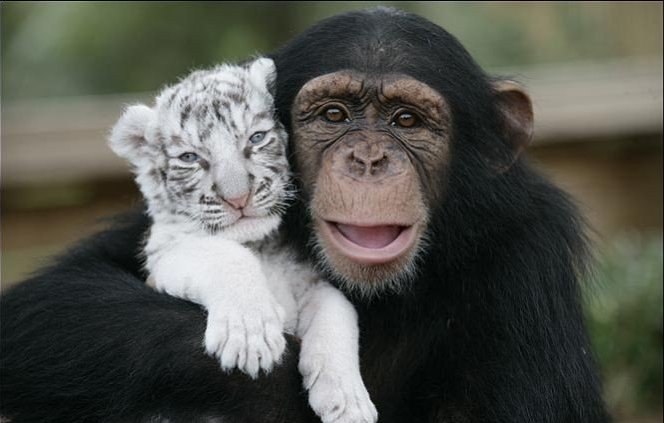 Шимпанзе растит тигрят. После урагана Ханна, который пронесся и по зоопарку в Южной Каролине, тигрица стала очень агрессивной и опасной для своих детей. Их отселили, и заботу о них взяла на себя 2-летняя шимпанзе