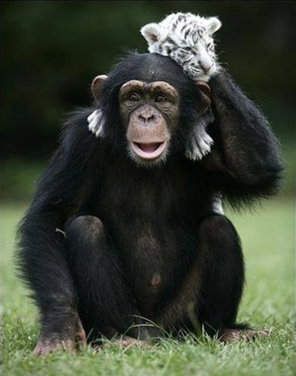 Шимпанзе растит тигрят. После урагана Ханна, который пронесся и по зоопарку в Южной Каролине, тигрица стала очень агрессивной и опасной для своих детей. Их отселили, и заботу о них взяла на себя 2-летняя шимпанзе - 5