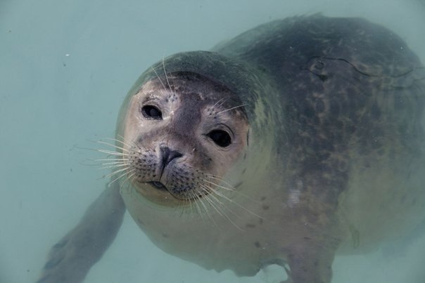 Детский дом для тюленей-сирот в Голландии<br>Обрушившиеся в этом году на голландское побережье штормы стали причиной появления большого числа осиротевших тюленей, которых стихия разлучила с матерями и выбросила на берег. Некоторые из них настолько маленьк - 9