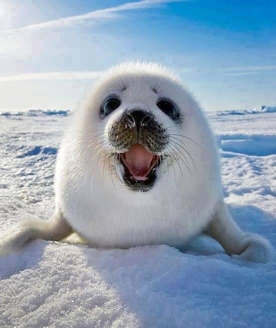 Smiling harp seal