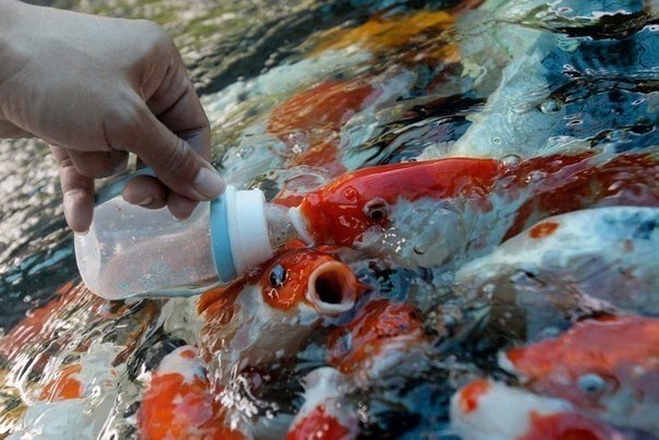 Больше, чем фото - 7