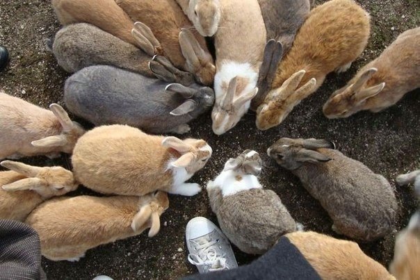 Остров кроликов в Японии. В Японии есть небольшой остров Okunoshima заселенный только дикими кроликами. В недалеком прошлом группа школьников выпустила на абсолютно безжизненном острове 8 кроликов, в последствии те расплодились до огромного количества и т