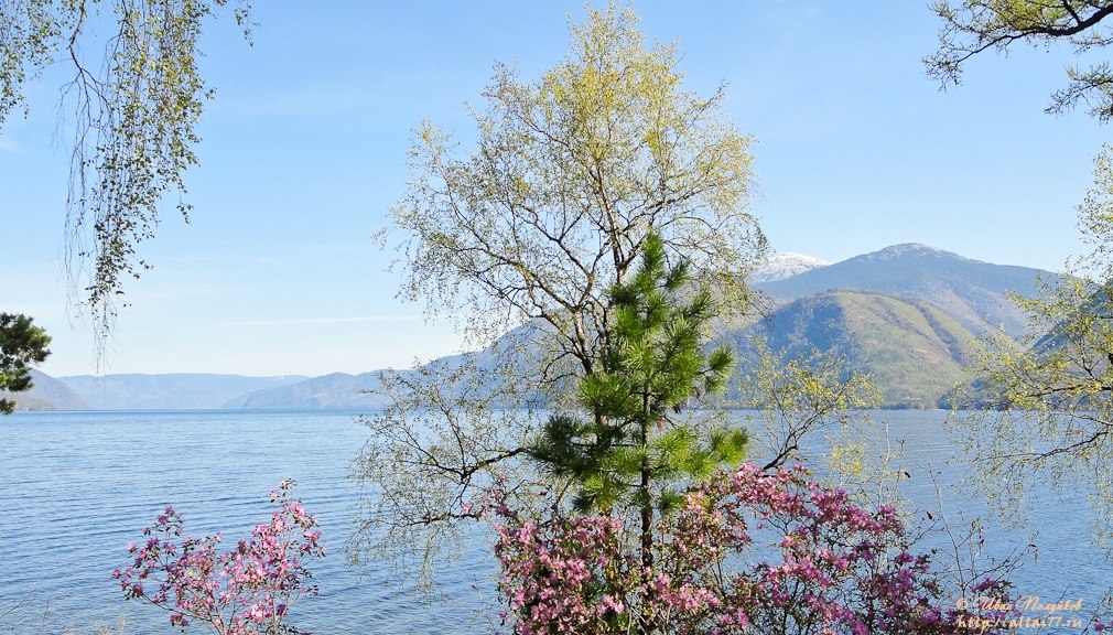 Горный Алтай. Золотое Озеро Телецкое