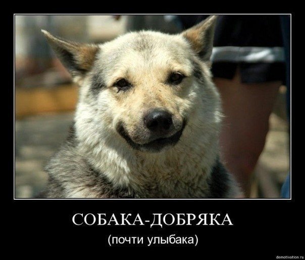 Собаки- улыбаки :) - 7
