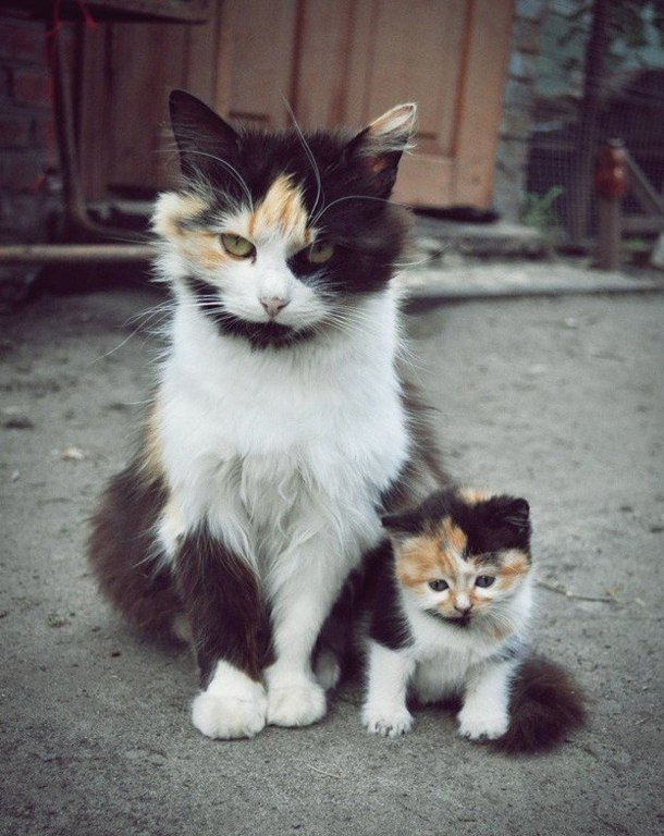 Зверята и их увеличенные копии