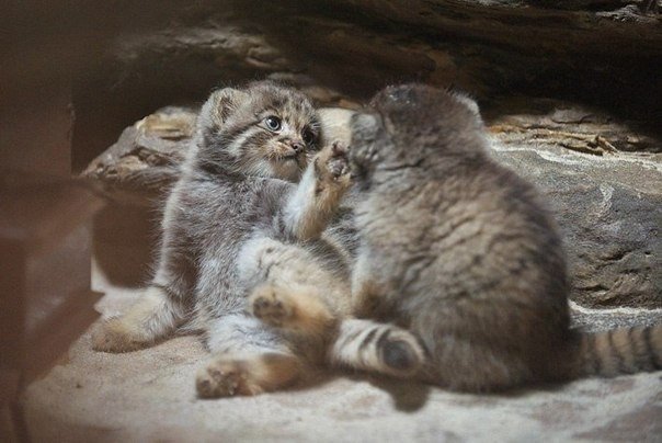 Детеныши манула