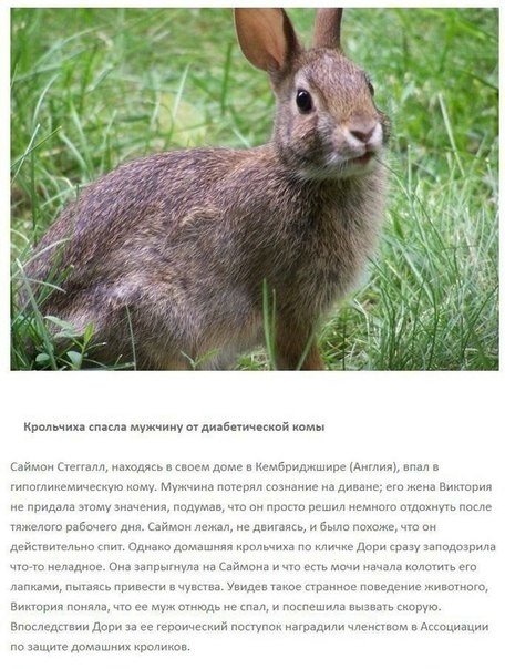 Героическое спасение людей животными - 5