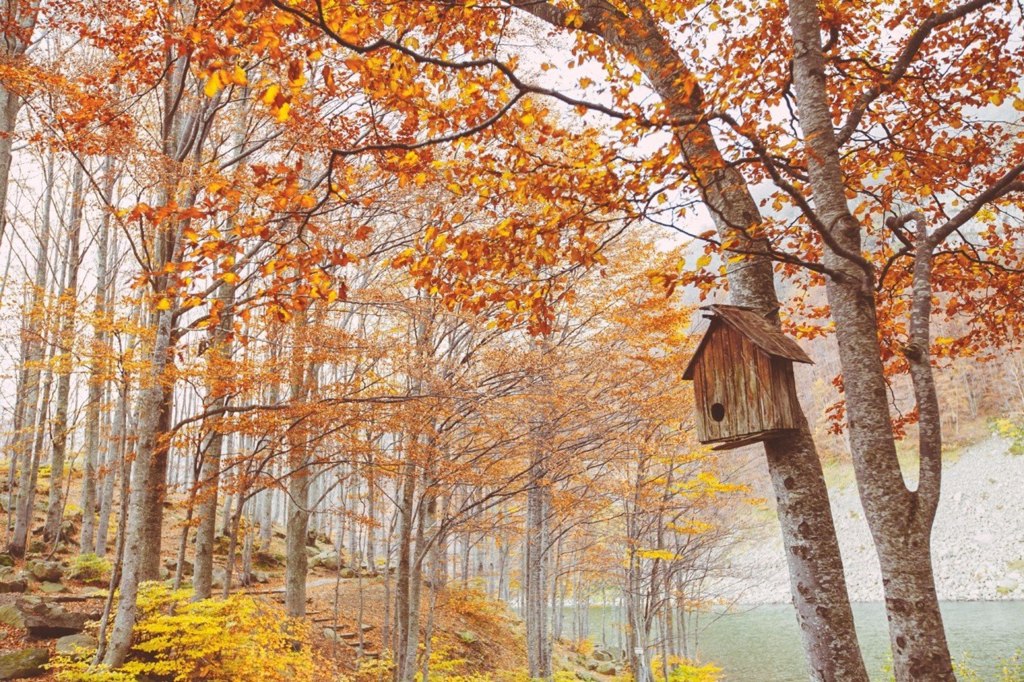 Осенний лес Тосканы, Италия - 5