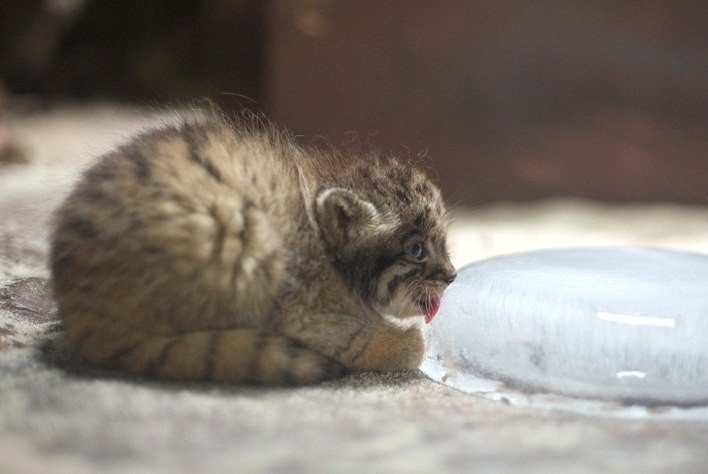 Детеныши манула