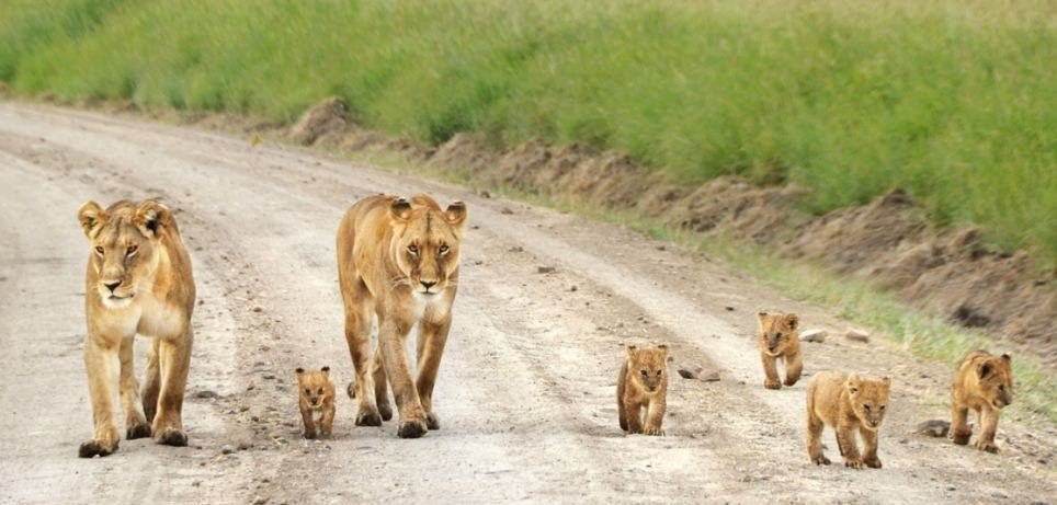 Львицы вывели на прогулку своих малышей