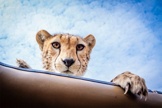 Встреча с гепардом в Танзании - 5