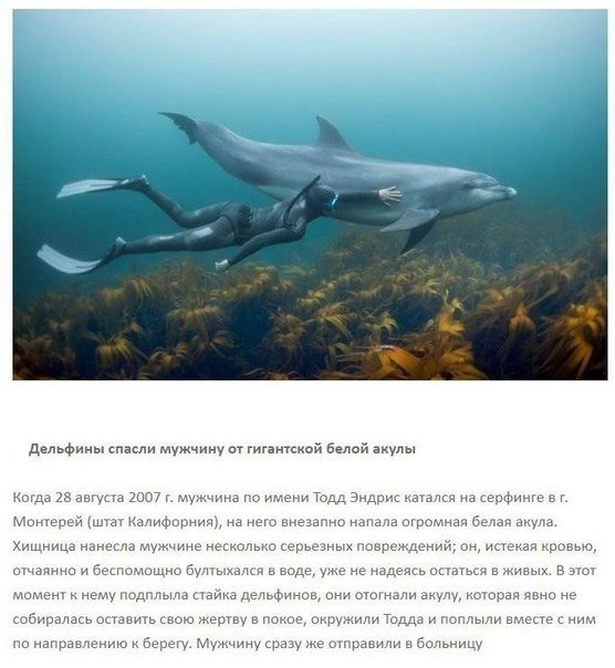 Героическое спасение людей животными - 6