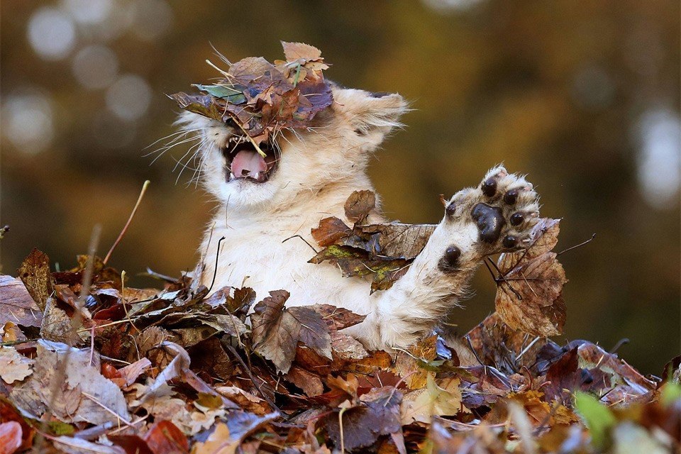 Игривый львенок