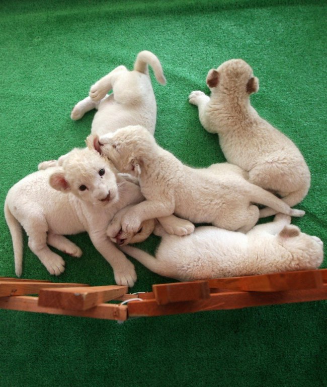 Очаровательные новорожденные белые львята