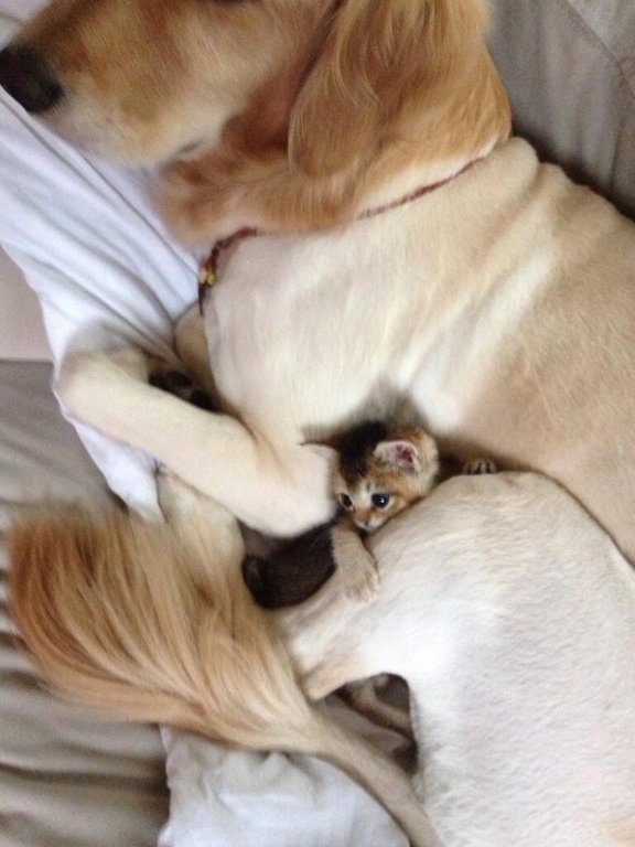 Котенок Васаби и его большой друг - 6