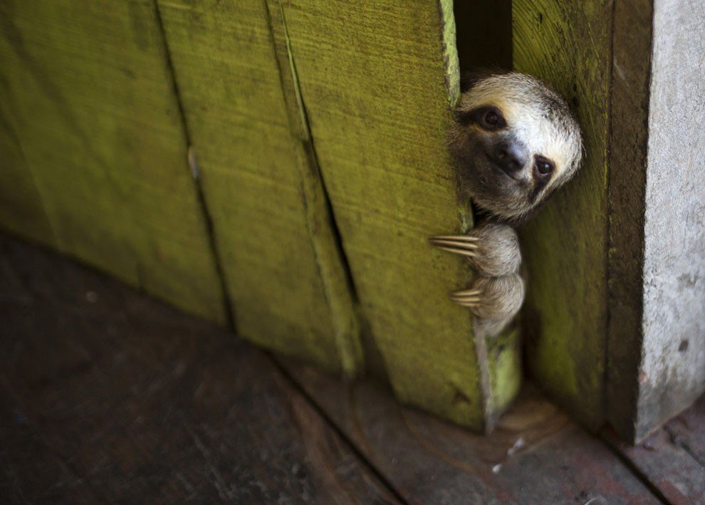 The sloth looks out of the house in Manaus, Brazil