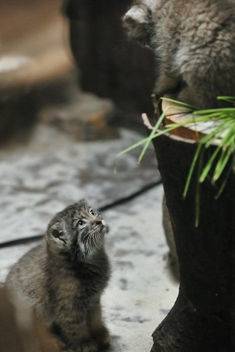 Детеныши манула - 7