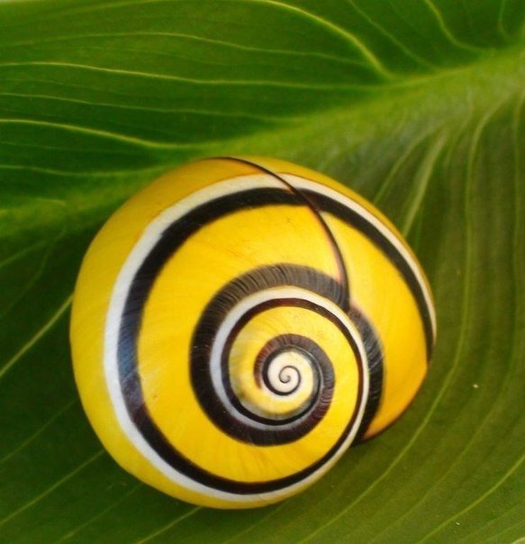 Полимиты — раскрашенные улитки. Создавая одну из самых популярных в мире улиток, полимиту, природа не поскупилась на самые яркие краски