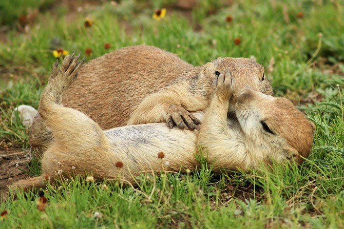 Животные в объятиях