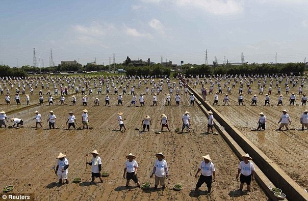 Самая массовая посадка риса - 1215 человек