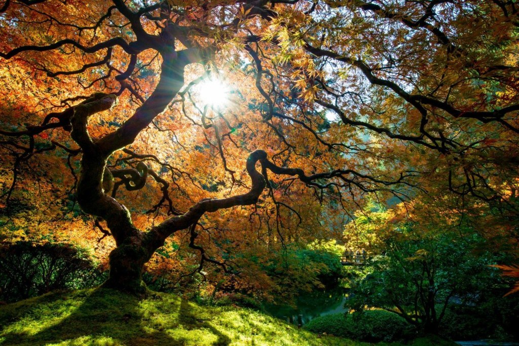 Портленд Джапанес Гарденс, Орегон, США