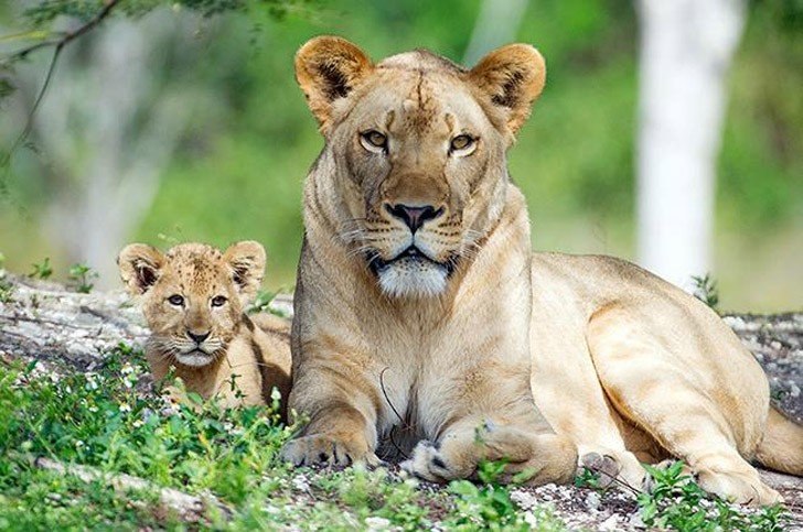 Первое появление львенка на публике - 5