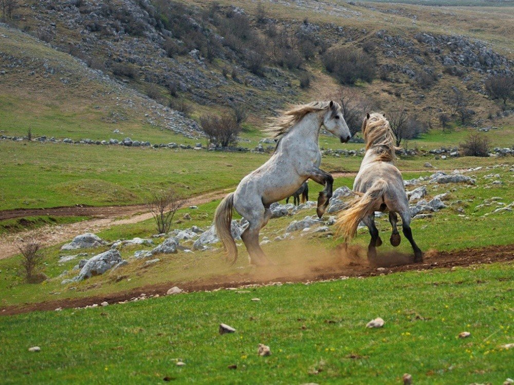 Wild horses, Bosnia and Herzegovina