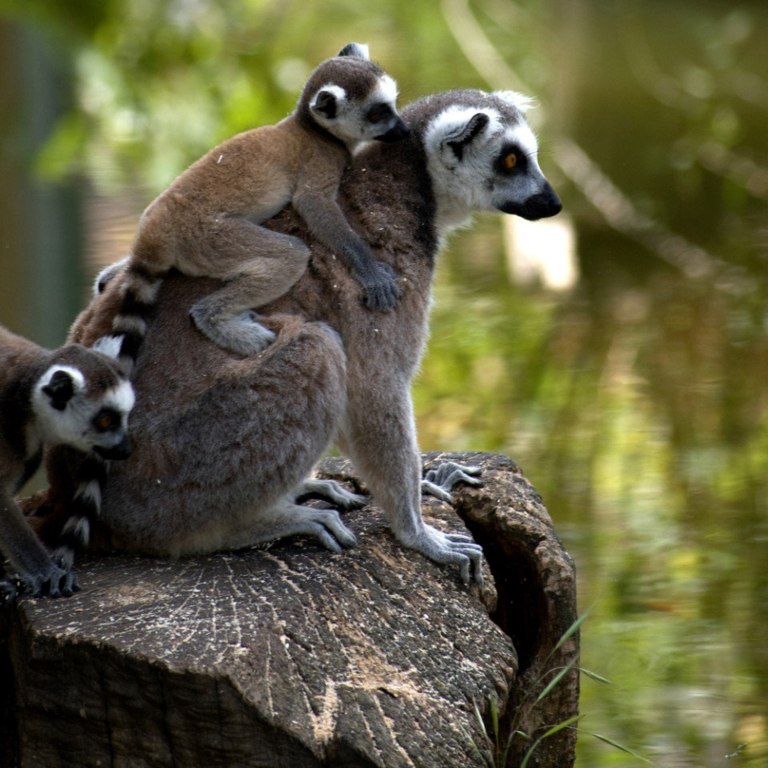 Родительская опека в мире животных - 5