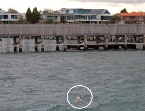 Уникальный поступок, достойный внимания