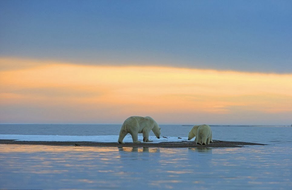 Белые медведи на фоне Арктического заката - 5