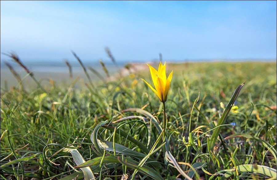 Цветение диких тюльпанов в Крыму - 5