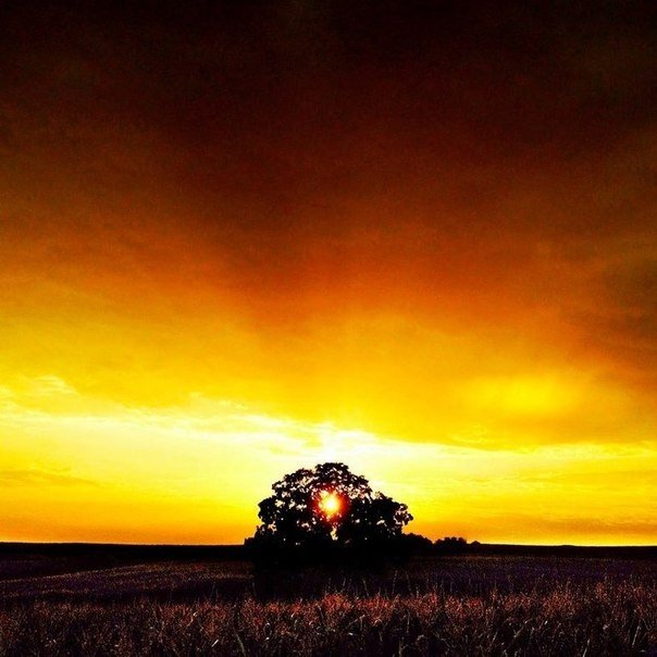 Серия снимков из жизни старого дуба от фотографа Марка Хирша - 8