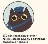 Некоторые кошачьи факты