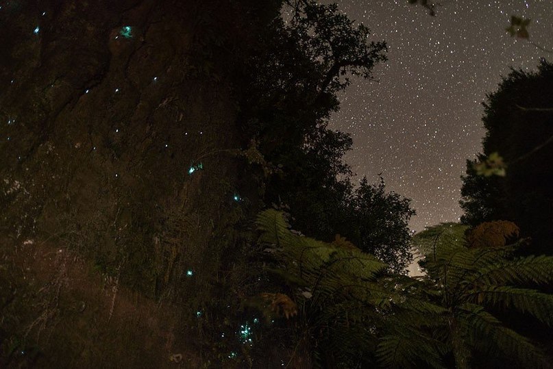 Светящиеся пещеры Вайтомо, Новая Зеландия - 7