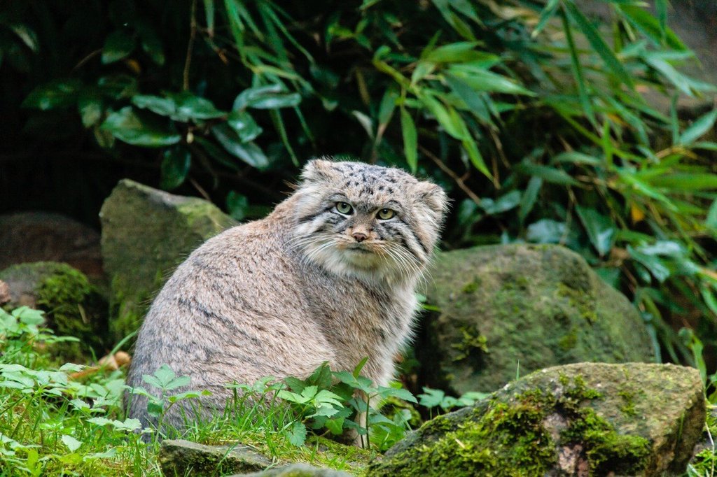 Знакомьтесь с интересным хищником: манулом