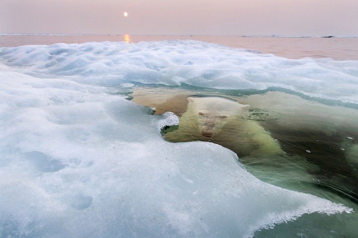 Белый медведь под водой